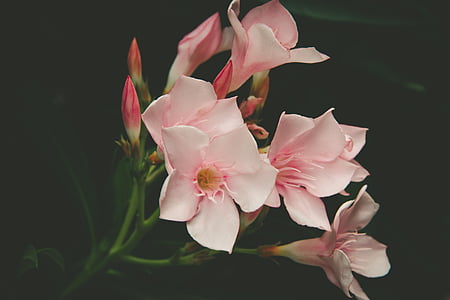 roz, alb, petale, flori, floare, floare, natura