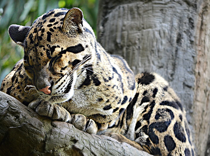 Somnolent, léopard, félin, nature, faune, Hunter, carnivore