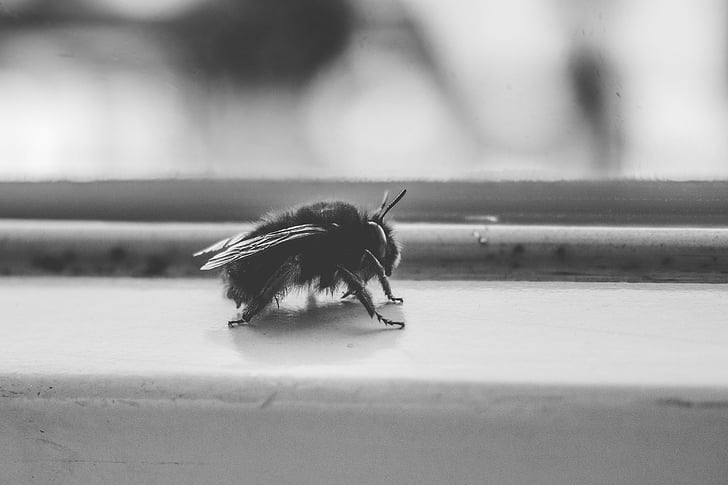 fly, insect, animal, black, white, black and white, close-up