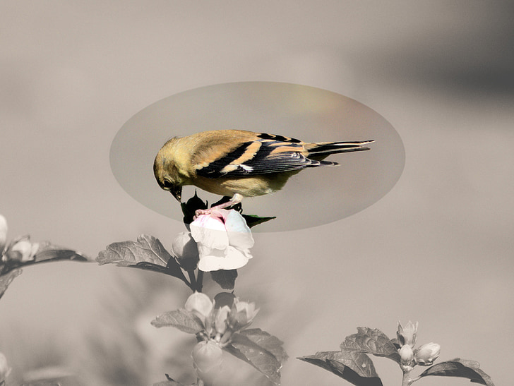finch, feeding, seed, plant, nature, focus, sepia