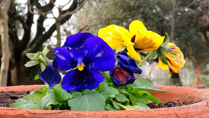 flori, gradina, primavara, natura, albastru, galben