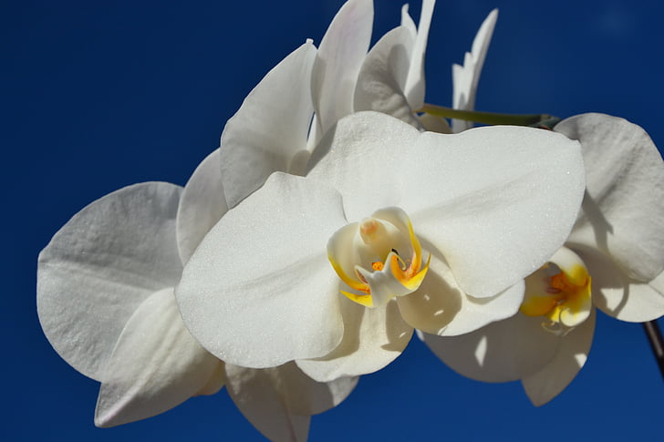 синьо небе, бели орхидеи, бели цветя, природата, цвете, орхидея, венчелистче