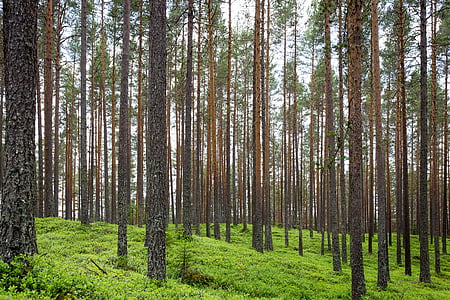 floresta, troncos, vertical, em linha reta, árvores, madeira, verde