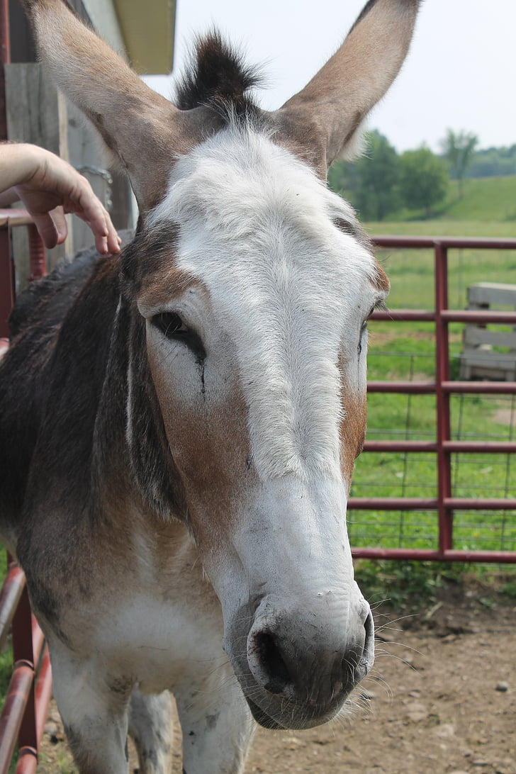 Donkey, Trang trại, vật nuôi, chăn nuôi, trong nước, Thiên nhiên, vùng nông thôn