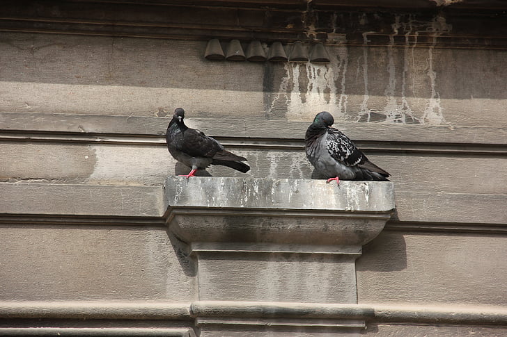 projection du mur, pigeons, lieu de repos, oiseaux