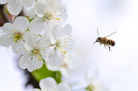 nature, macro, animals, bee, pollen, white, flowers