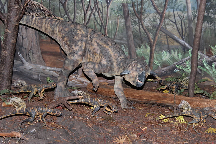 ไดโนเสาร์, ซิตตะโกซอรัส, ซิตตะโกซอรัส mongoliensis, chordata, ceratopsian ไดโนเสาร์, สูญพันธุ์, ยุคก่อนประวัติศาสตร์