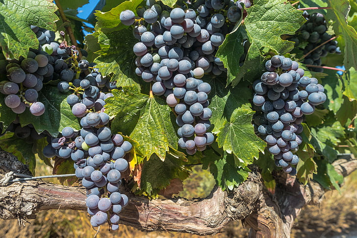 viinamarjad, viinapuu, Parra, Vineyard, saagi, kasvatamine, klastri
