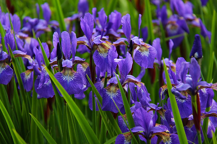 Iris, bunga, bunga, Blossom, ungu, alam, mekar