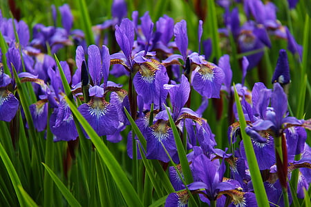 Iris, çiçek, çiçek, çiçeği, mor, doğa, Bloom
