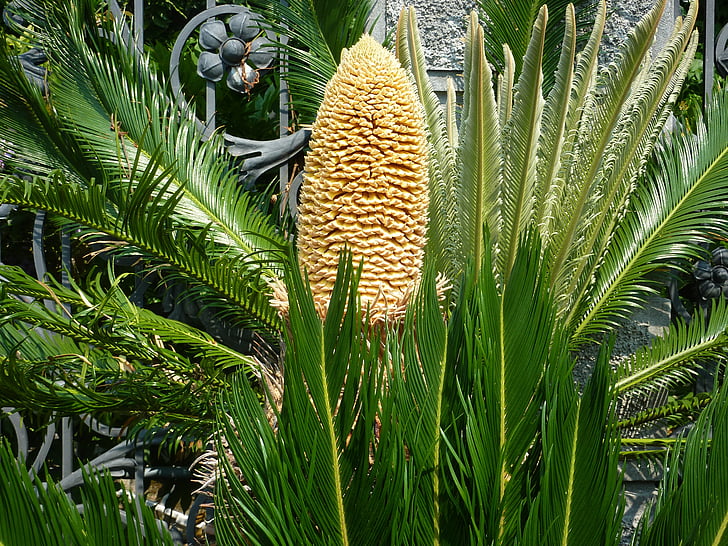 palmiye ağaçları, çiçek, Bahçe, Avize
