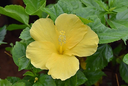 Hibiscus rosa-sinensis, Hibiscus, puķe, dzeltena