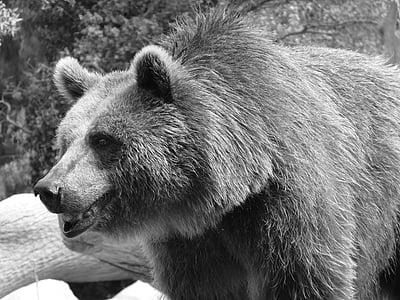urso, marrom, preto, vida selvagem, urso pardo, urso pardo, animal