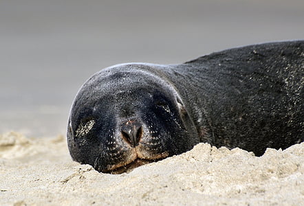 Hookers zeeleeuw, zand, Close-up, kust, Nieuw-Zeeland, Marine, dieren in het wild