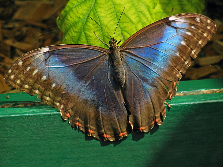 motýľ, Moth, hmyzu, lietať, larva