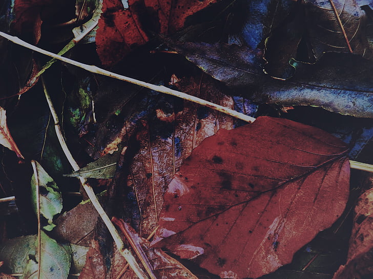 leaves, autumn, colors