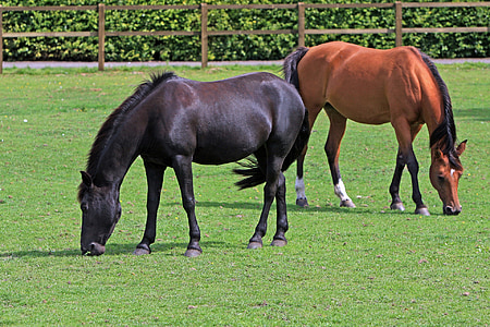 horses, horse, equine, animal, animals, two, grazing