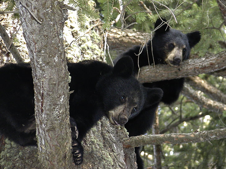 beruang anaknya, hewan, hitam, pohon, cabang, Kanada, British columbia