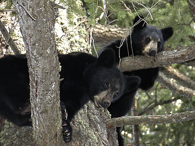 medvíďata, zvíře, černá, strom, větev, Kanada, Britská Kolumbie