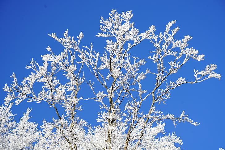 branches, frozen, aesthetic, hoarfrost, winter, iced, snow