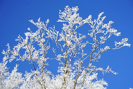 branches, congelés, esthétique, gelée blanche, hiver, glacé, neige