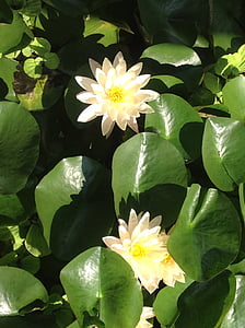 nước, Lily, Hoa, trắng, thực vật thủy sinh, Ao, Lily pad