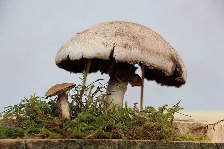mushrooms, nature, close, moss, mushroom picking, fungus, mushroom