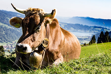 Allgäu, tehén, legelő, Alm, rét, szarvasmarha, Bajorország