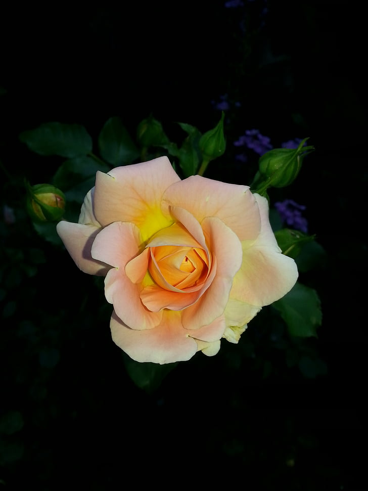 rose, flower, salmon, nature, rose bloom, close, petal
