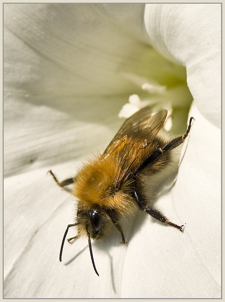 bee, honey bee, honey, summer, flower, insect, garden