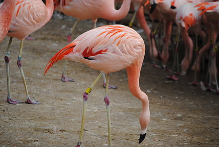 flamingo, pink, bird, animal, nature, wildlife, exotic