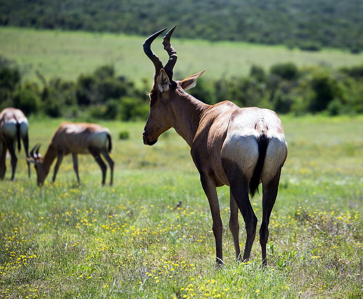 обикновен червен бубал, антилопа, сафари, дива природа, рогата, Южна Африка