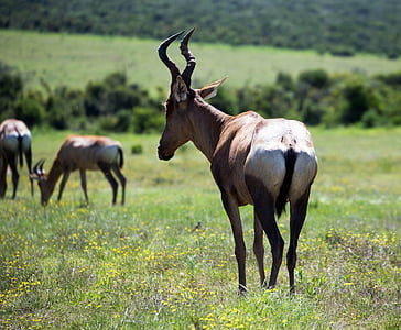 merah hartebeest, Antelope, Safari, satwa liar, tanduk, Afrika Selatan
