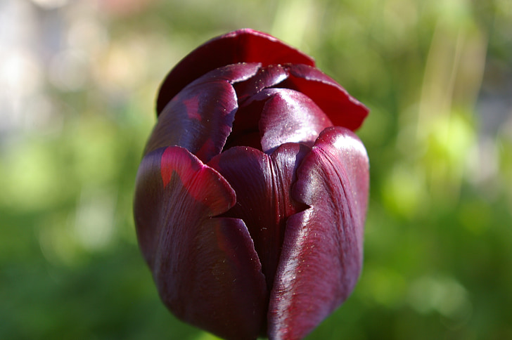 negre, Tulipa, flor, pètal