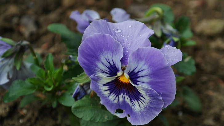 pansy, background, blossom, bloom, colorful, flora, flowers