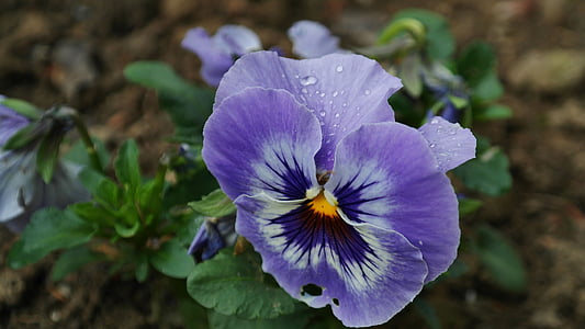 pansy, background, blossom, bloom, colorful, flora, flowers