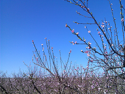 Персиковое дерево, дерево, Цветы, Весна, Природа, филиал, цветок