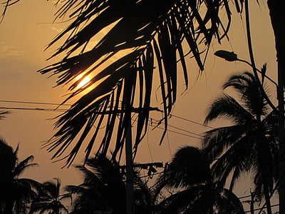 sunset, palm tree, sun, ray of sunshine, summer