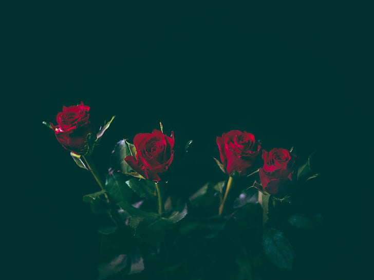 four, red, roses, photo, flower, love, rose