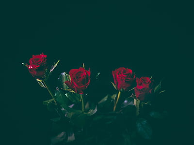 čtyři, červená, růže, Foto, květ, Láska, růže
