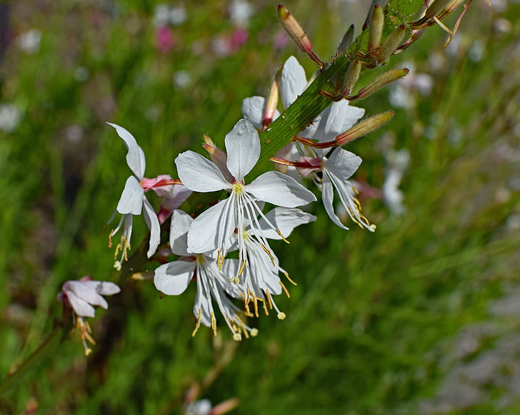 motýlí květina, květ, květ, Bloom, závod, Příroda, zahrada