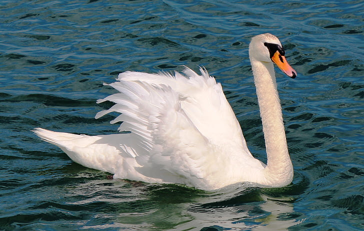 mute swan, Swan, penaj, proiect de lege, impresiona, elegant, alb