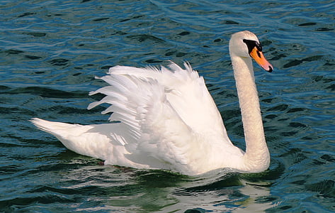 mute swan, swan, plumage, bill, impress, elegant, white