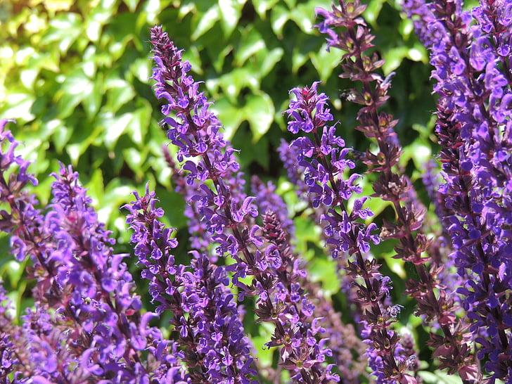 ラベンダー, 紫, 花, 花, 自然, ガーデン, 紫色の花