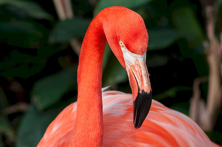 Flamingo, růžová, hlava, Zoo, zvíře, pták, krk