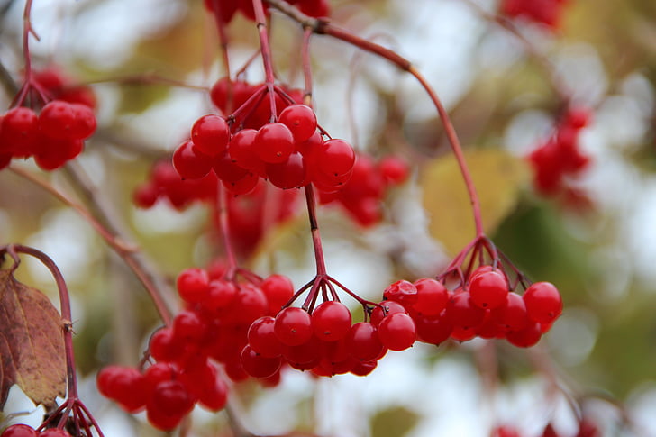 Rowanberries, bayas, otoño, Bush, naturaleza, rojo