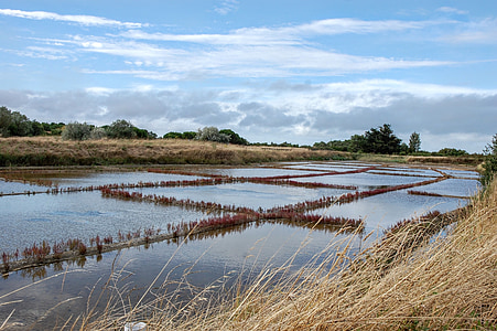 Marsh, saltlösning, vatten, ön av oleron, Oléron, Frankrike, landskap
