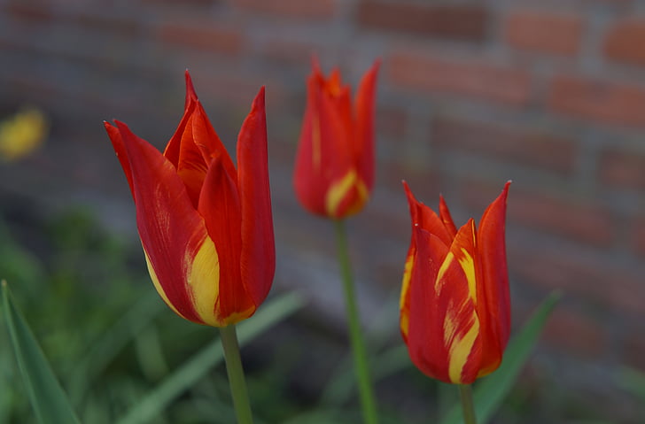 tulipes, flor, flors, neerlandès, vermell groc, dolç, bonica