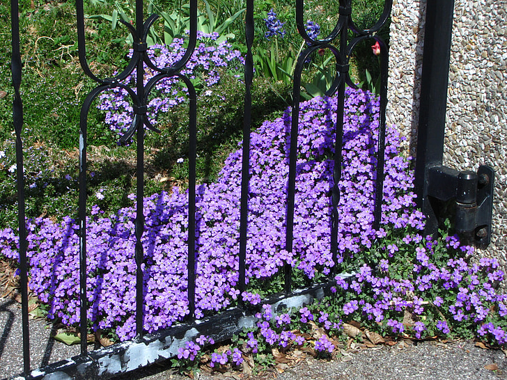 flores, primavera, púrpura, violeta, planta, floración, hermosa