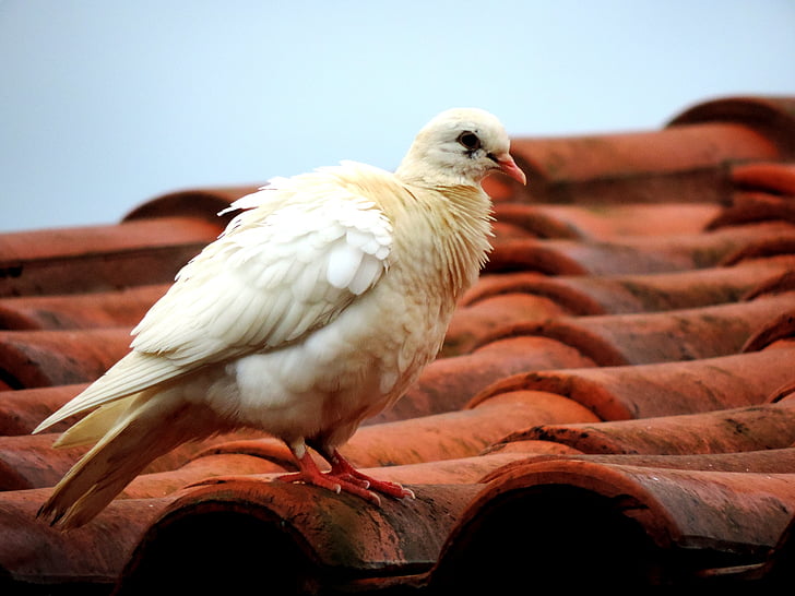 Colombe, toit, Colombe blanche, oiseau, Birdie